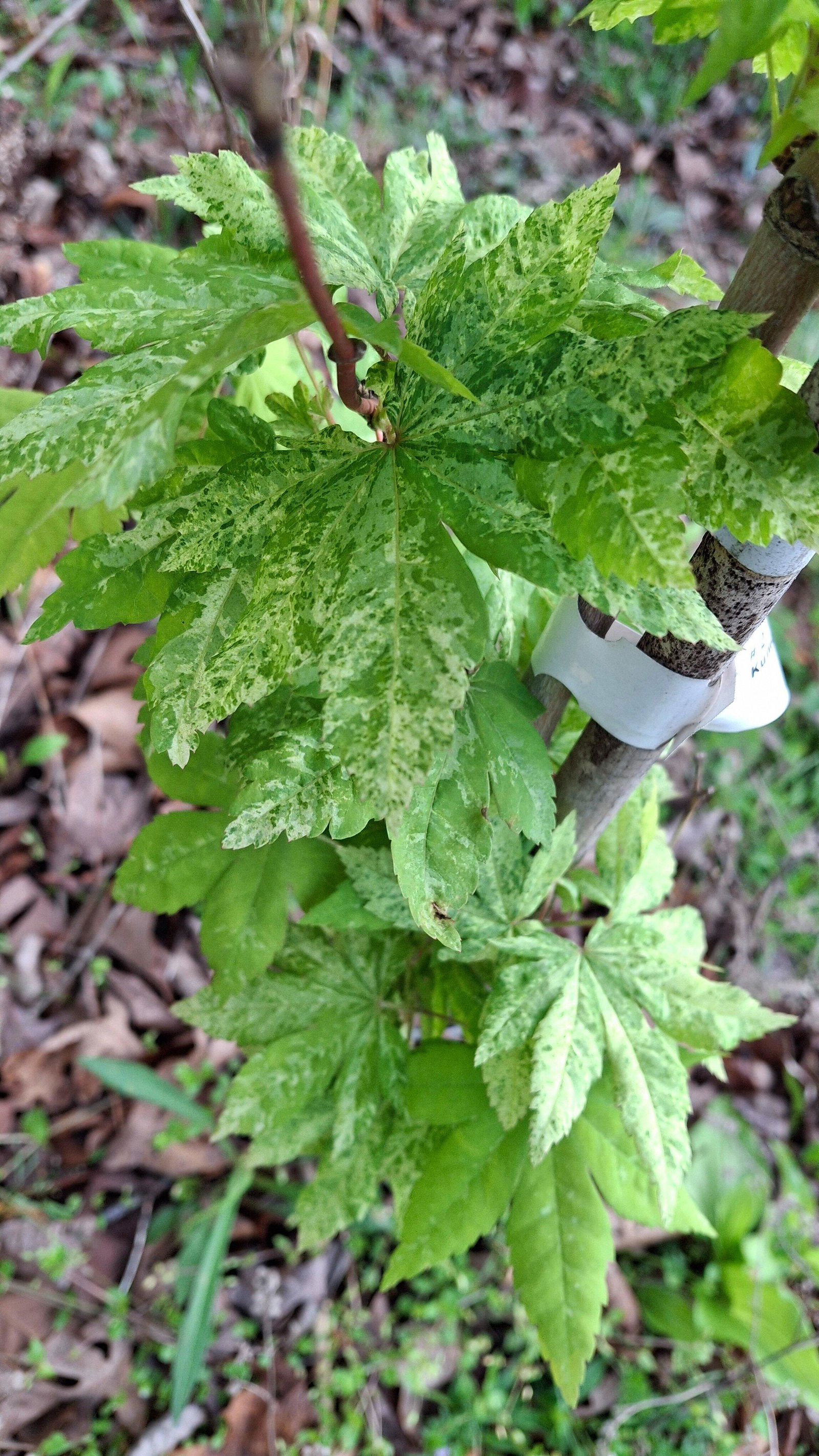 Buy Acer sieboldianum 'Kumoi nishiki' Variegated Full Moon