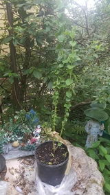 Delma Sain review photo