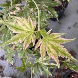 Sabrina Dhanani review photo