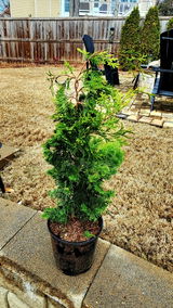 Bryant Bethea review photo