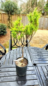 Bryant Bethea review photo