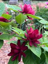 Calycanthus Hartlage Wine” review photo