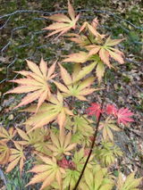 Coniferite review photo