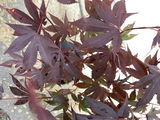 Janet F. / Zone 8b review photo