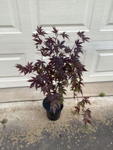 Janet F. / Zone 8b review photo