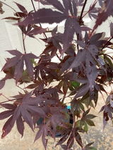 Janet F. / Zone 8b review photo