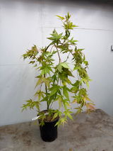 Derek Grape Grows review photo