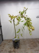 Derek Grape Grows review photo