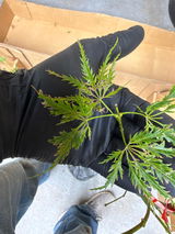 Derek Grape Grows review photo