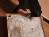 Sasha (Georgia USA, sashas_curiosities on tiktok) review photo
