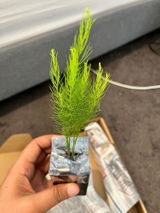 Sujita review photo
