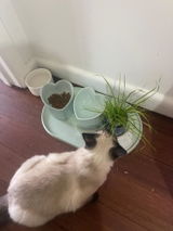 Lily review photo