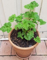 Adina review photo