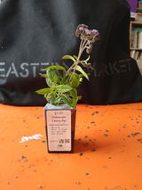 Katia review photo