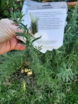 Marianna review photo