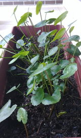 Pradeepa review photo