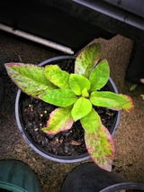Natallya review photo