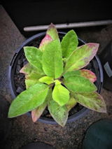 Natallya review photo