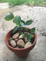 Vuong review photo