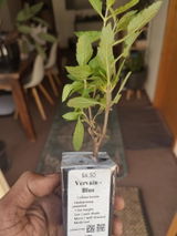sayad review photo