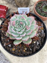Ron S. review photo