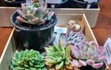 Shannan M. review photo
