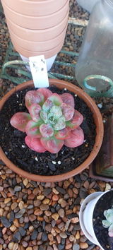 Dianne N. review photo