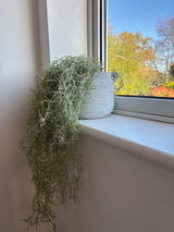 Jade review photo