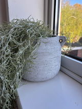 Jade review photo
