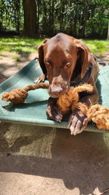 Service_Dog_Steev review photo