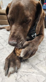 Service_dog_steev review photo