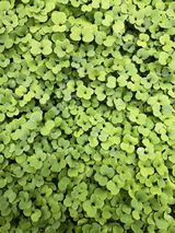 Northlake Microgreens review photo