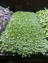 Leafy Delights review photo