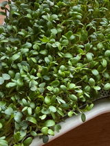 Sandi review photo
