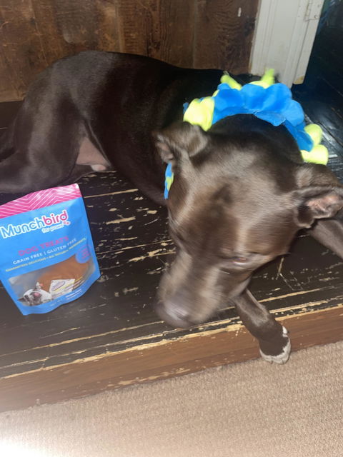 Chicken Chips for Dogs