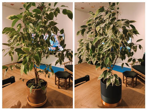 Seedling urtepotteskjuler
