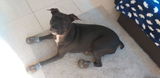 Xuxa Trindade review photo