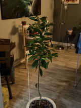 Stina review photo