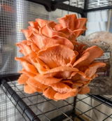 Jacq - Epic Yard Farm review photo