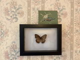 3x4" Mini Screenprint: White Lined Sphinx Moth
