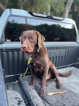 Rippinretrievers review photo