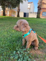 Paula Llinares Gonzalez review photo