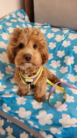Mireya de maltipoo Cel review photo
