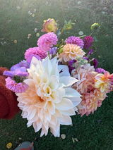 Dahlien review photo