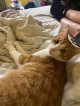 Tabitha review photo
