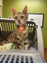 Tabitha review photo