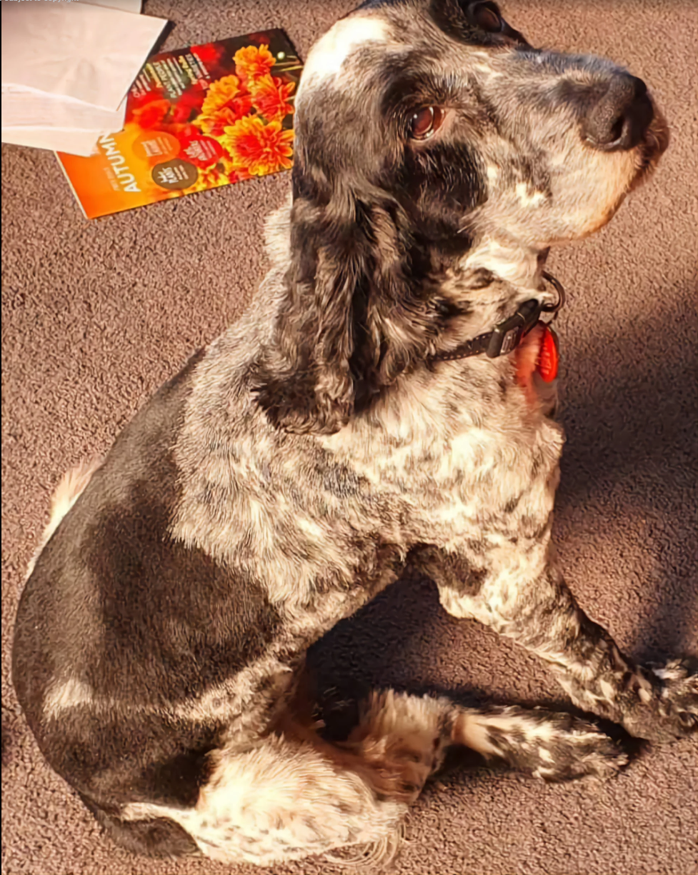 Chicken Dog Food