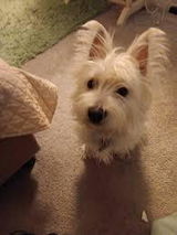 Itch Comfort Food Topper for Dogs
