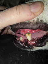 Oral Care Food Topper for Dogs