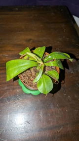 Dale Cecropia review photo